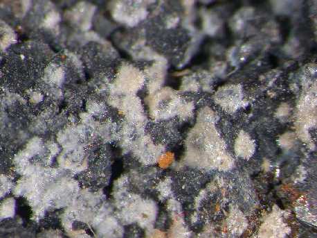 IMS103048TH.jpg (96023 bytes)