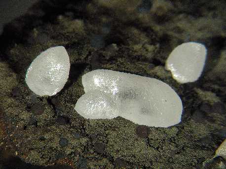 IMS103048TH.jpg (96023 bytes)