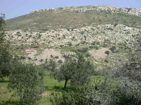 Megala Pefka1.jpg (44398 bytes)