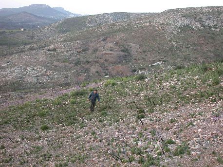 Megala Pefka2.jpg (58653 bytes)