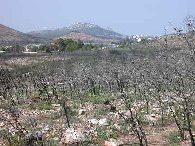 Megala2.jpg (21668 bytes)