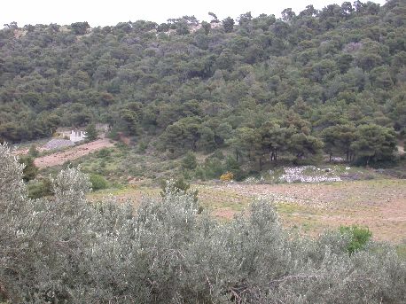 Merkati2.jpg (50172 bytes)