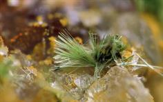 Agardit-Wh-Edward FOV 4mm 2016-01-28 00-12-46 (C)