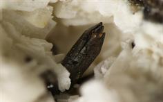 Cassiterit - Cligga Head Cornwall FOV 2mm 2016-02-12 20-54-27 (C)