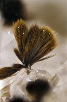 Goethit-Wh-Edward St.Just FOV 2.5mm 2016-01-29 22-01-03 (C)