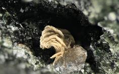 Monazit-Relistian Mine FOV 3mm 2016-01-28 23-07-28 (C)