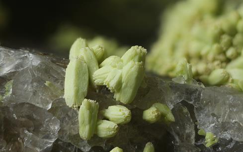 Pyromorphit - Sehringen Badenweiler Schwarzwald FOV 3-4mm 2016-06-02 21-29-01