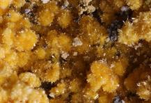 Sideronatrit-Zeche Julia Herne FOV 4mm-10022015