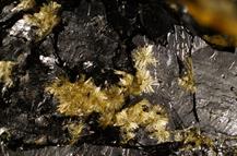 Sideronatrit-Zeche Zollverein Essen FOV 5mm 10022015