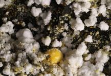 Tamarurgit-Zeche Julia Herne FOV 4mm -10022015-3