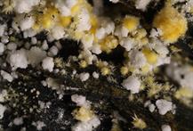 Tamarurgit-Zeche Julia Herne FOV 5mm -10022015